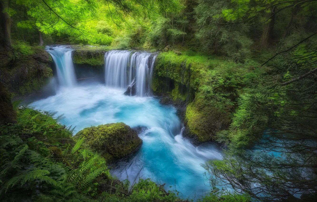 Фото обои лес, река, мох, водопады, Columbia River Gorge, Washington State, Little White Salmon River, Spirit Falls
