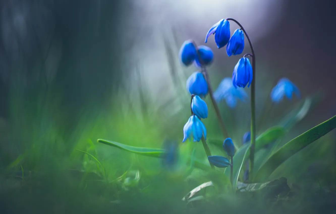 Фото обои цветы, темный фон, голубые, бутоны, синие, лесные, кустик