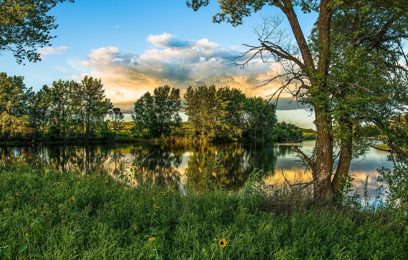 Фото обои зелень, деревья, пейзаж, природа