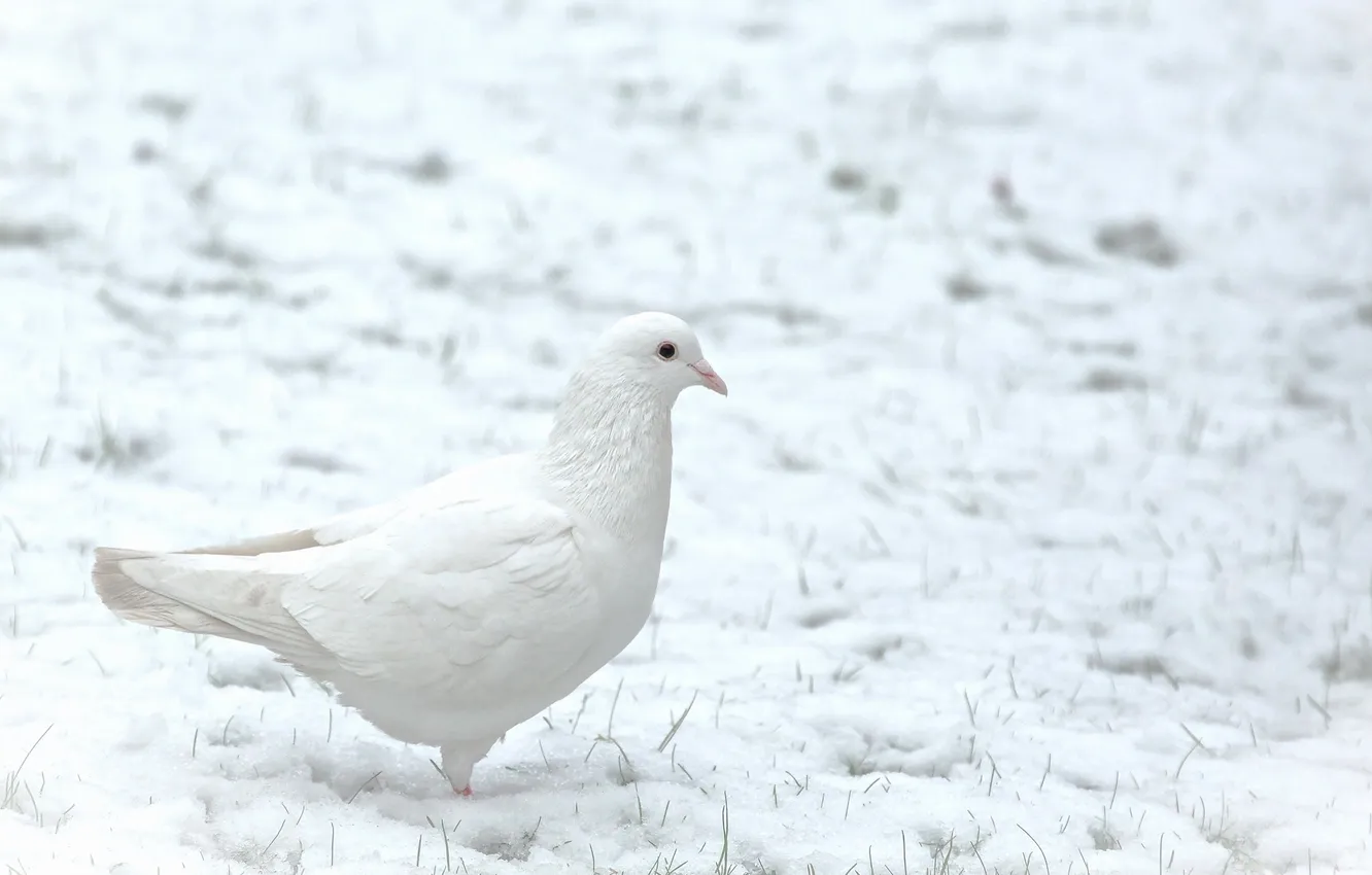 Фото обои зима, снег, птица