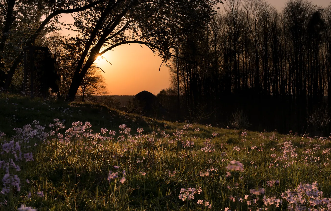 Фото обои закат, цветы, природа