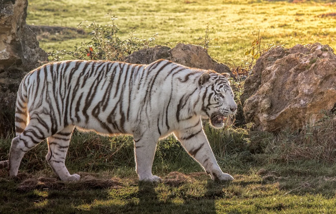 Фото обои хищник, мощь, белый тигр, дикая кошка