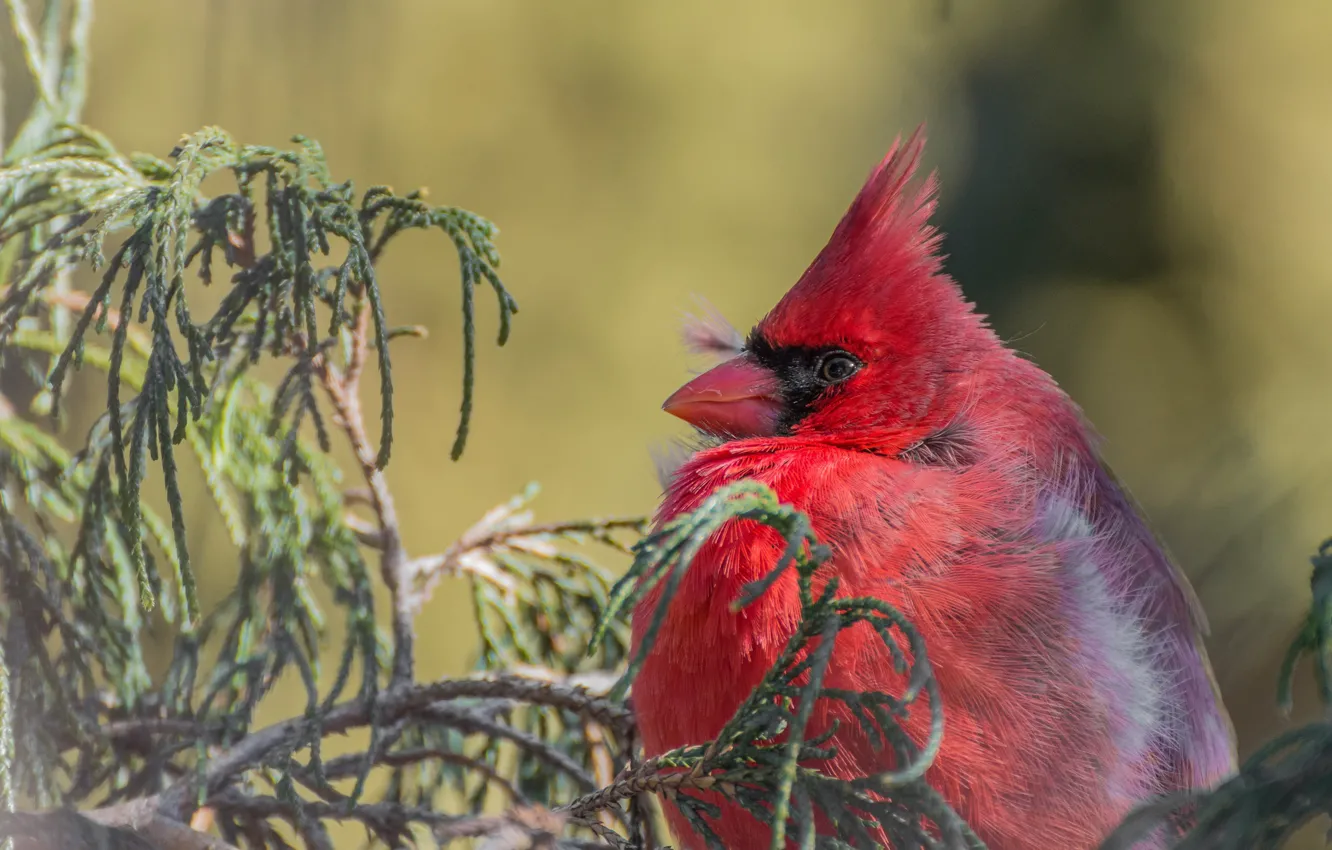 Фото обои ветки, птица, Красный кардинал