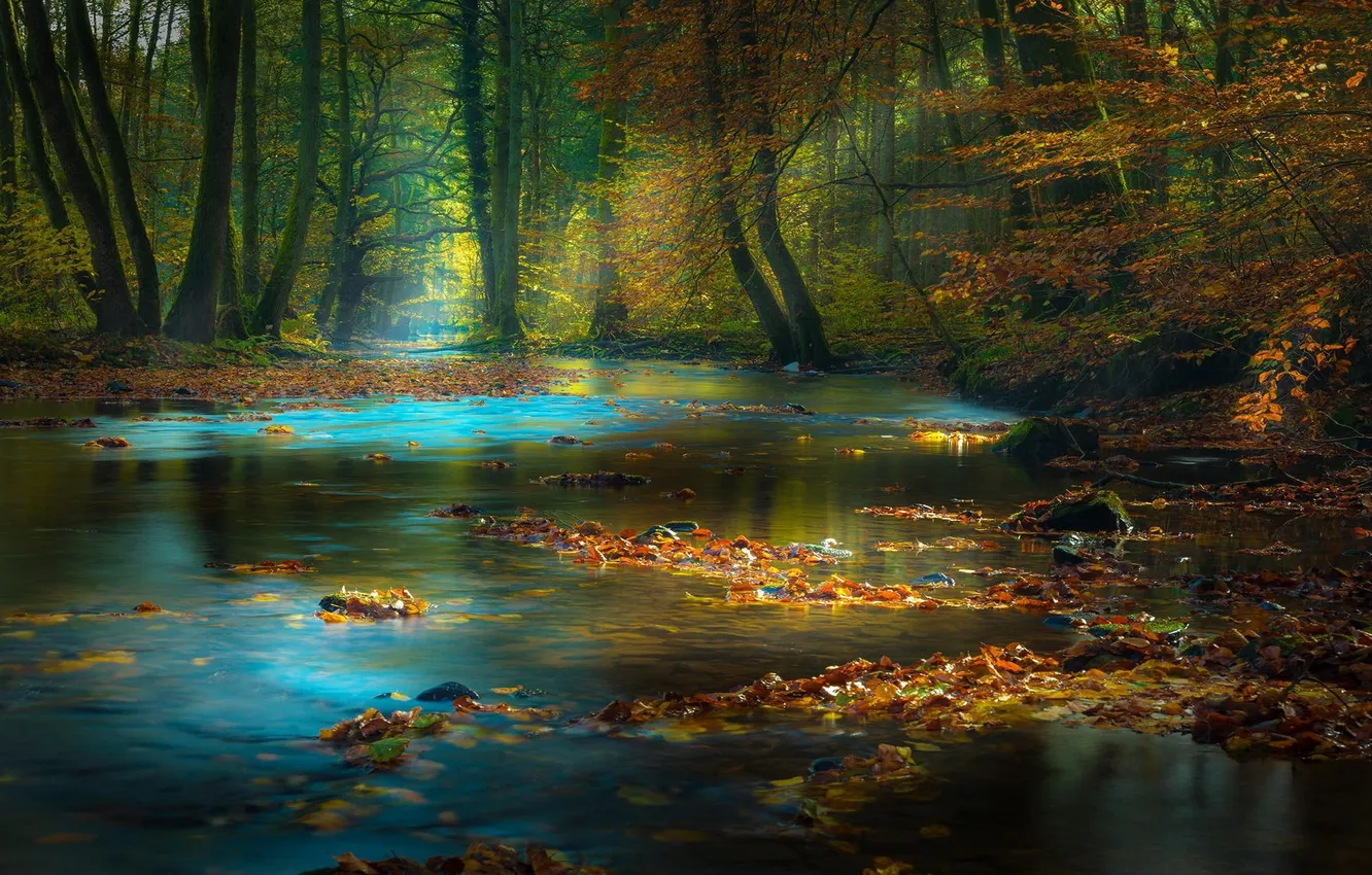 Фото обои HD wallpaper, calm body of water surrounded with brown trees, leaves on body of water …