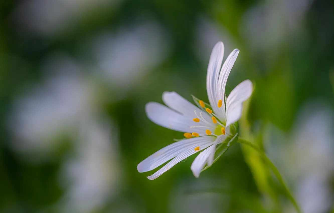 Фото обои макро, цветы, размытость