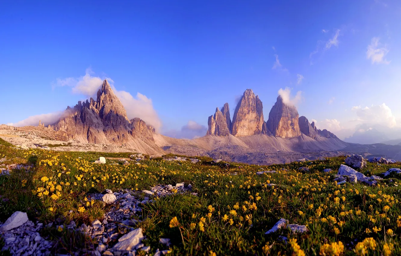 Фото обои цветы, камни, остроконечные скалы