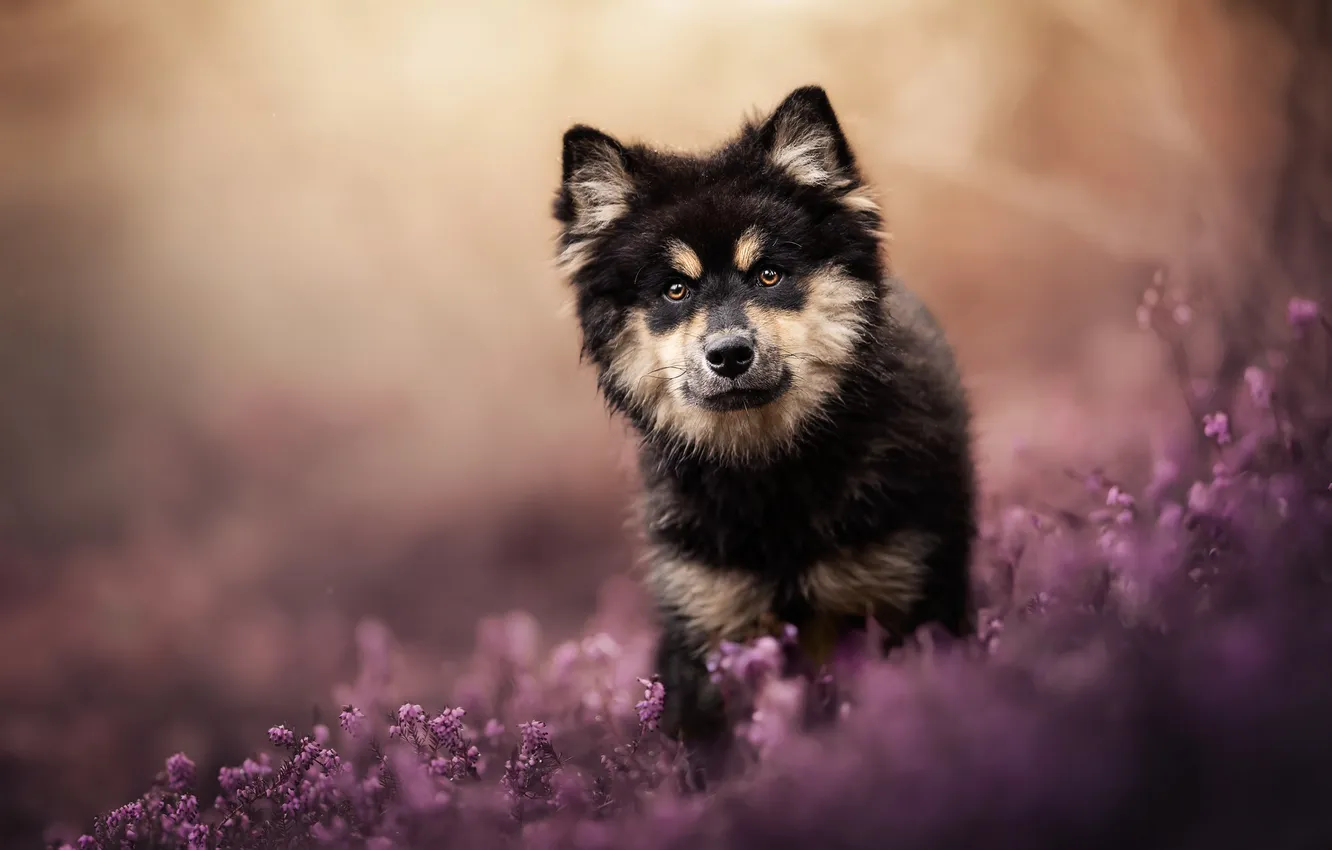 Фото обои взгляд, собака, щенок, мордашка, вереск, Финский лаппхунд
