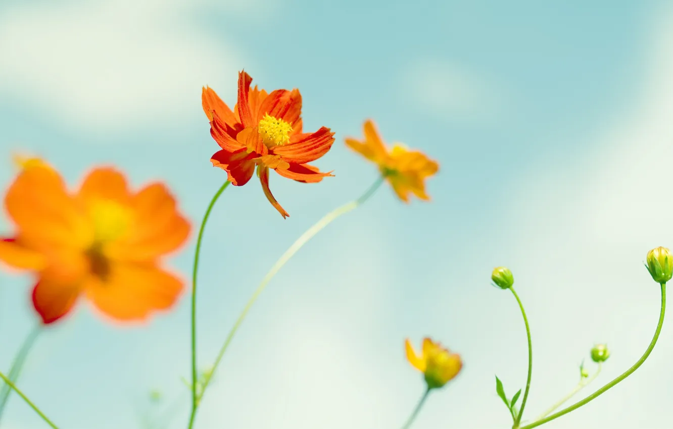 Фото обои цветок, оранжевый, лепесток