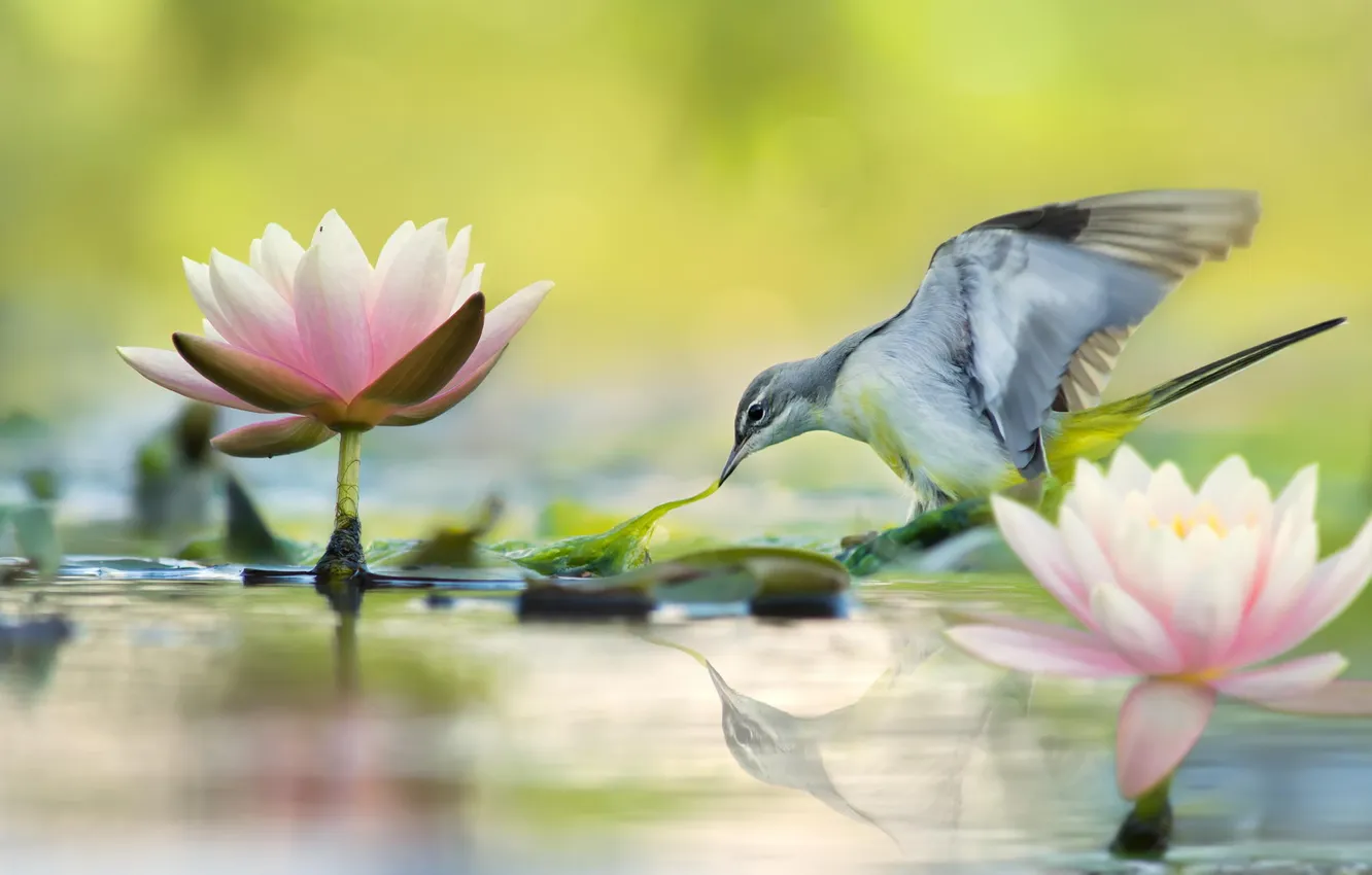 Фото обои природа, пруд, птица, лотосы