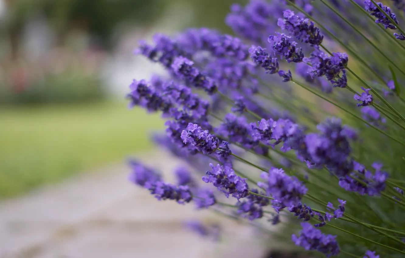 Фото обои цветы, блики, размытость, лаванда, сиреневые, lavender