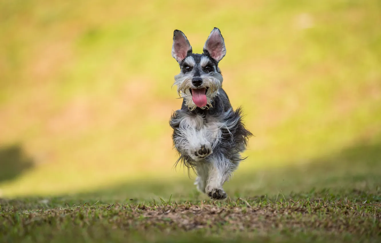 Фото обои язык, трава, собака, бег, grass, dog, прыжки, jumping