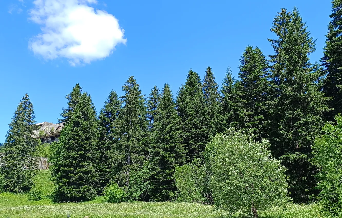 Фото обои wood, mountain, igman, sarajevo, bosnia
