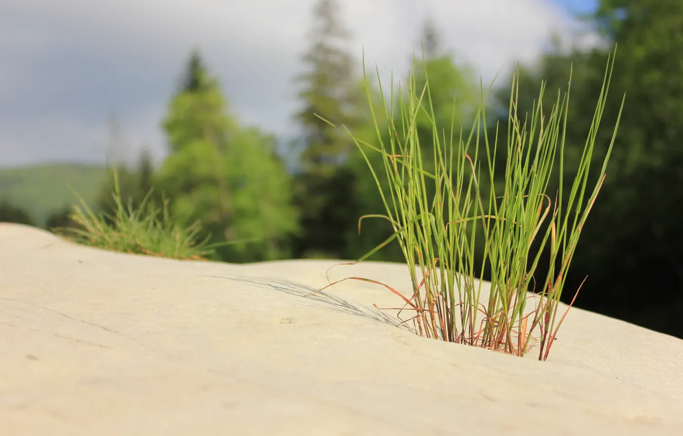 Фото обои трава, камни, минимализм, дзен