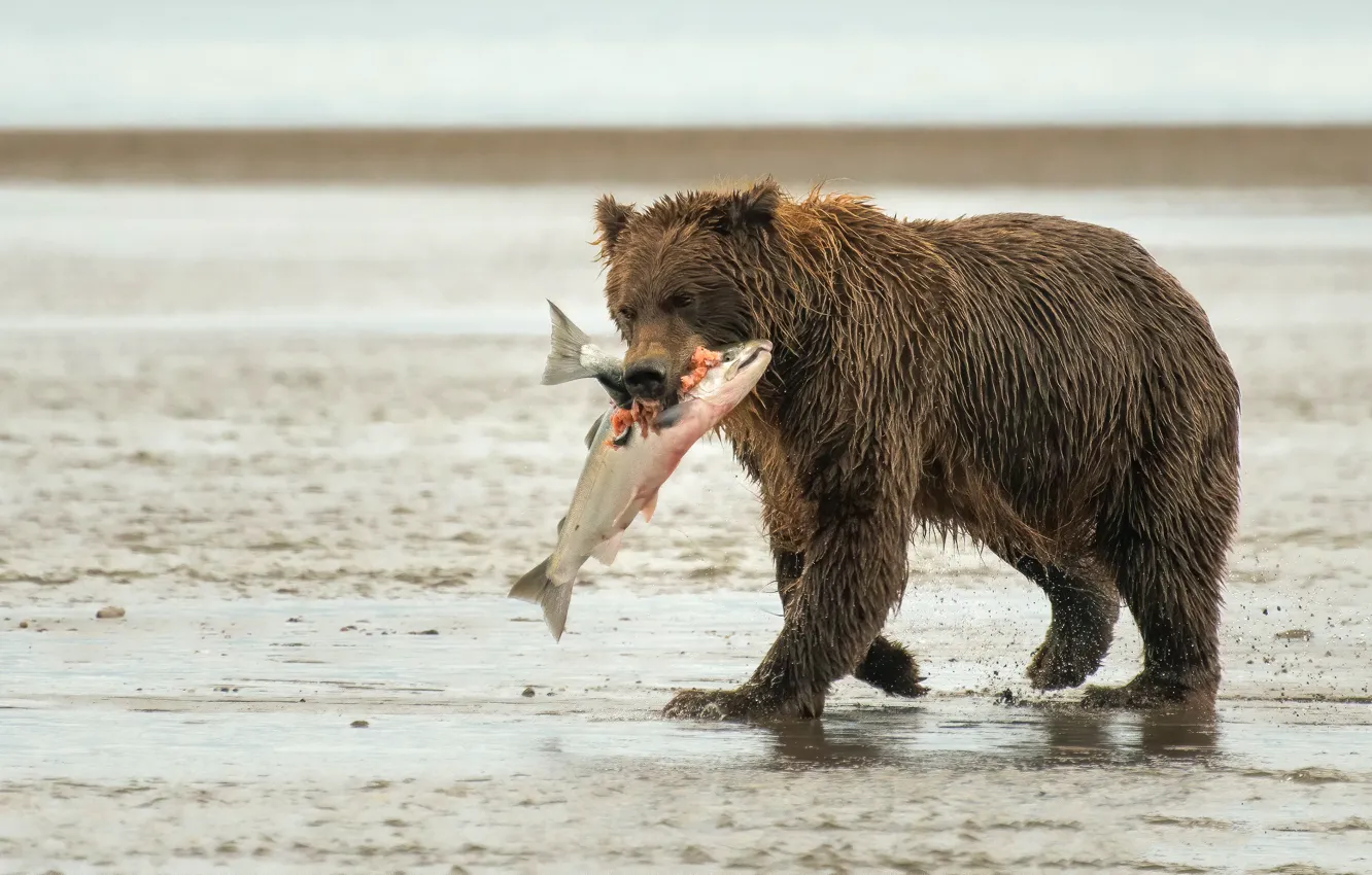 Фото обои рыба, медведь, добыча