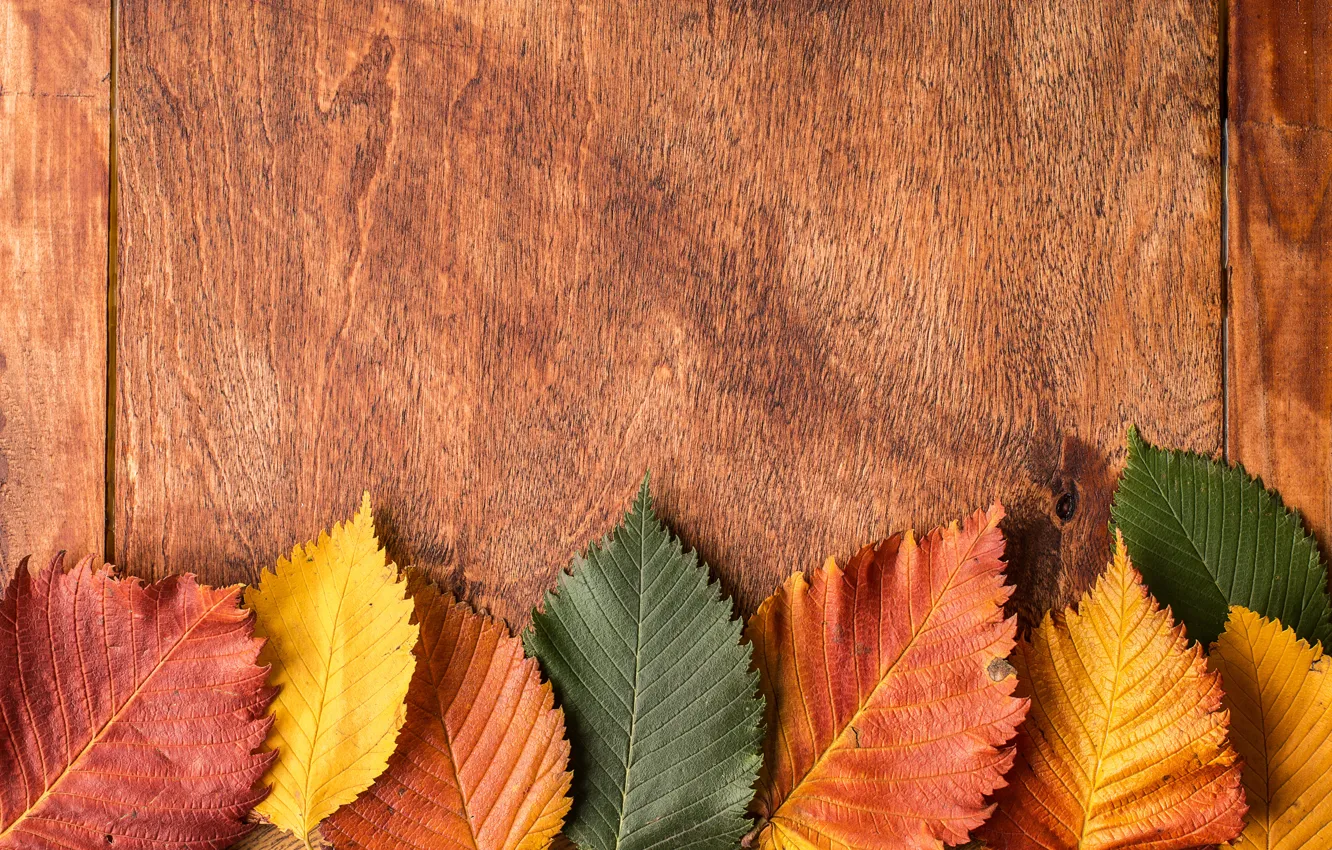 Фото обои осень, листья, фон, colorful, wood, autumn, leaves