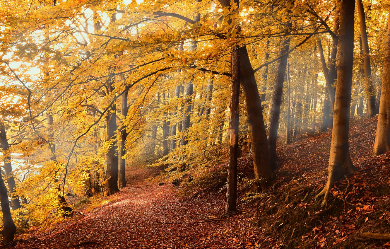 Фото обои осень, лес, ветки, тропинка, осенние листья