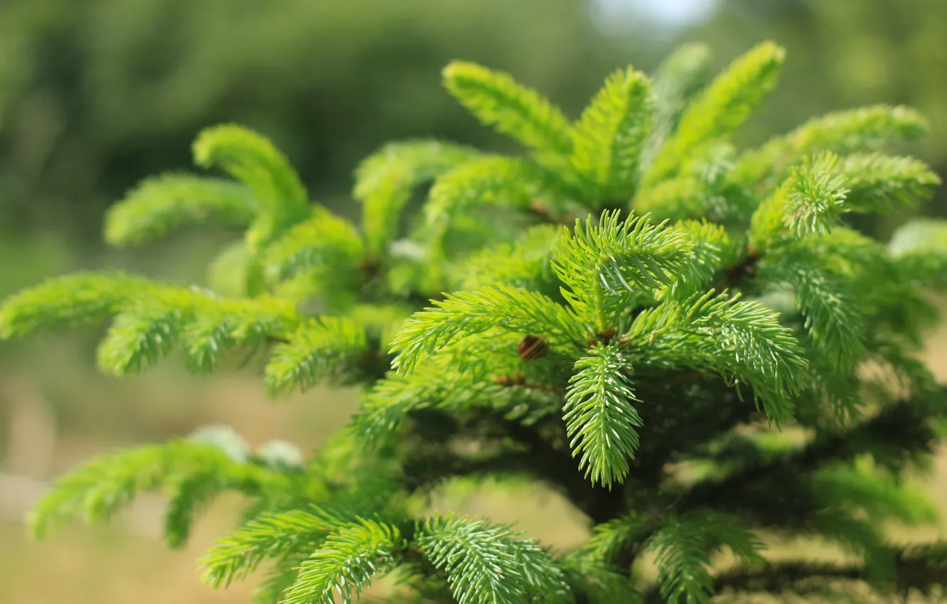 Фото обои green, forest, pine, twig