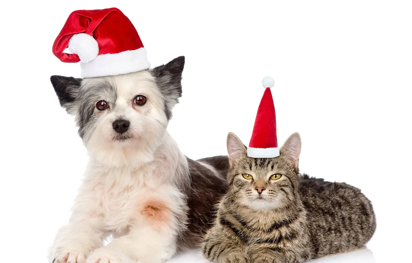Фото обои кошка, шапка, собака, Новый год, 2018