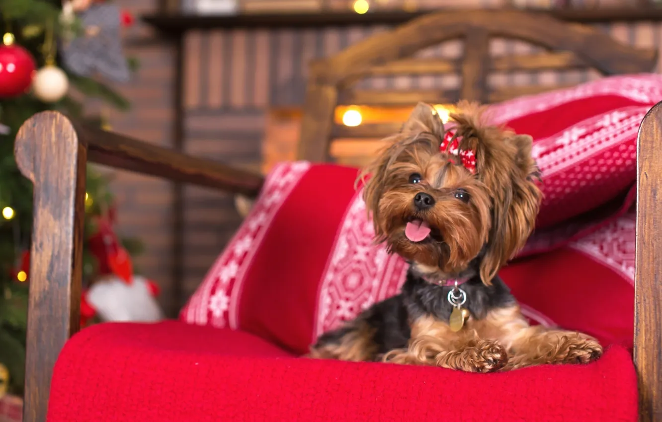 стол в год собаки