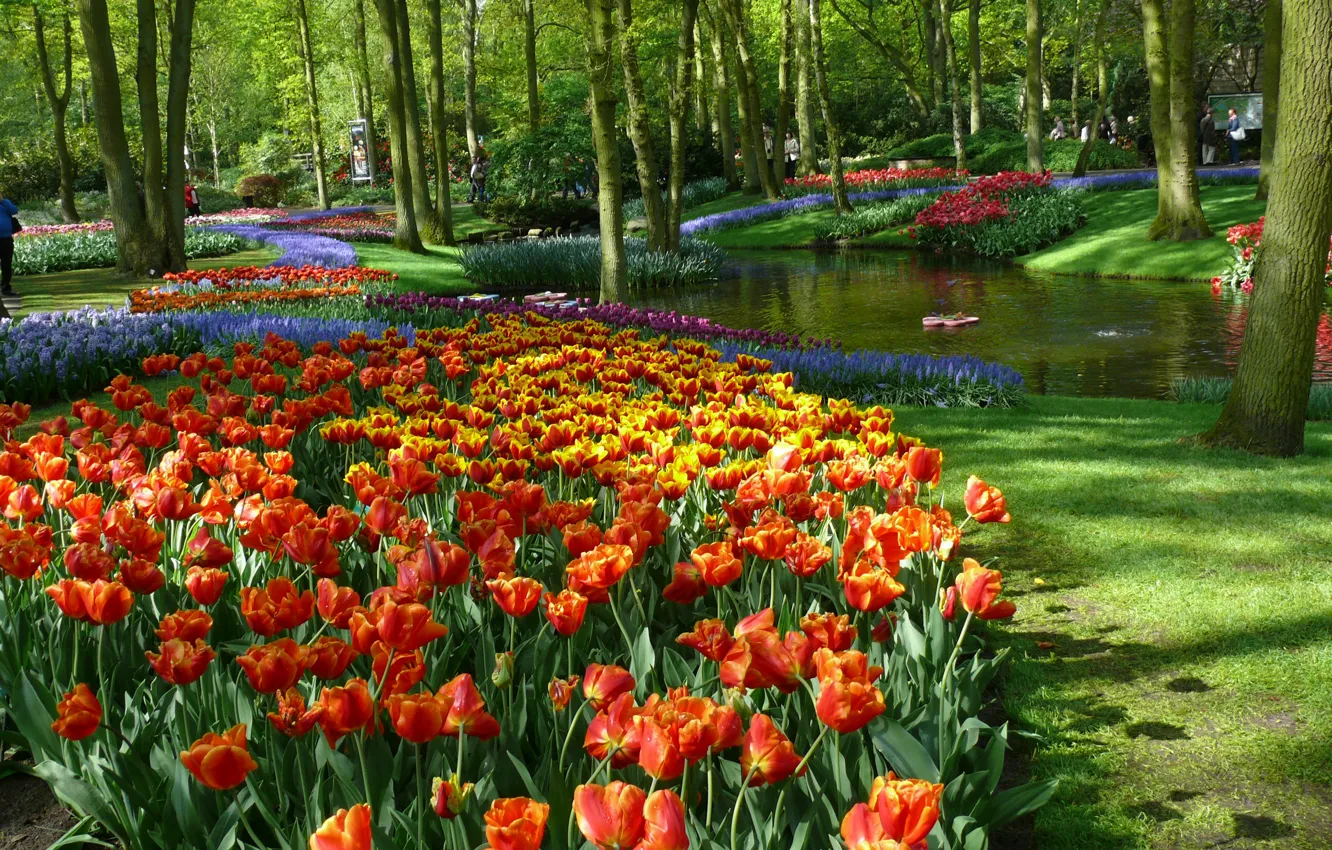 Фото обои Весна, Тюльпаны, Пруд, Нидерланды, Spring, Цветение, Colors, Netherlands