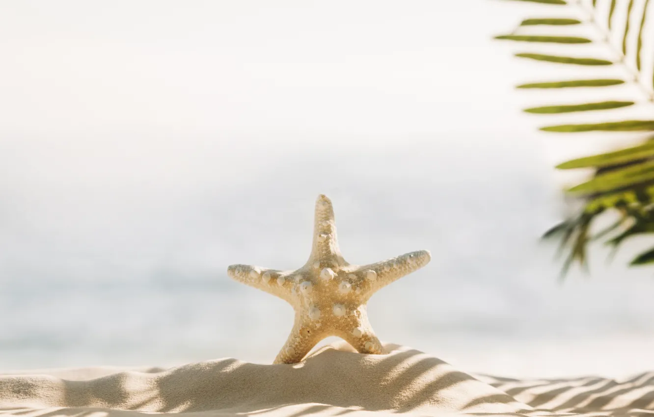 Фото обои песок, море, пляж, звезда, summer, beach, sea, морская