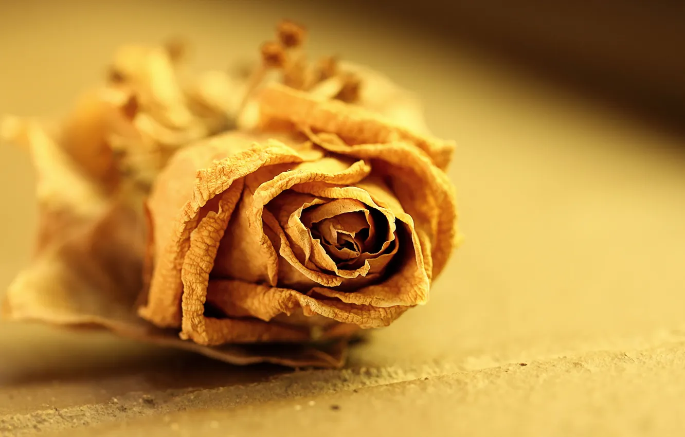 Фото обои цветок, макро, фон, роза