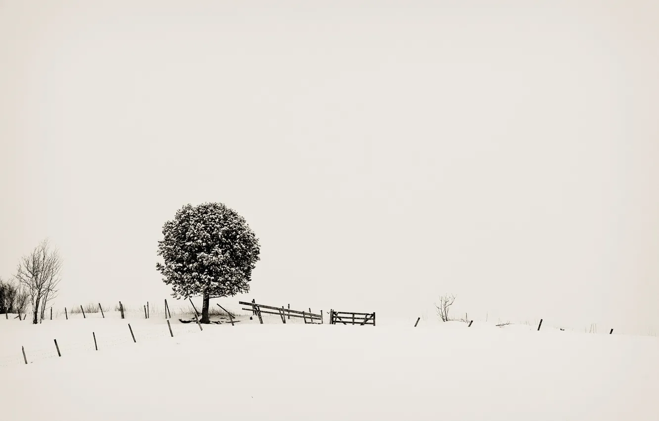 Фото обои снег, дерево, минимализм, minimalism