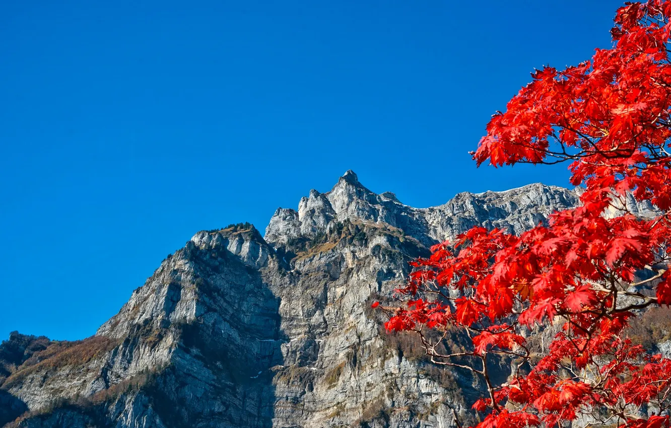 Фото обои осень, небо, листья, горы, ветки, багрянец