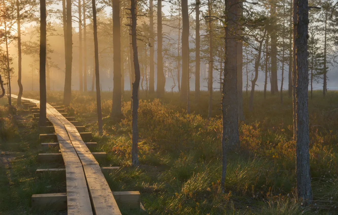 Фото обои лес, рассвет, красота, заповедник, эстония