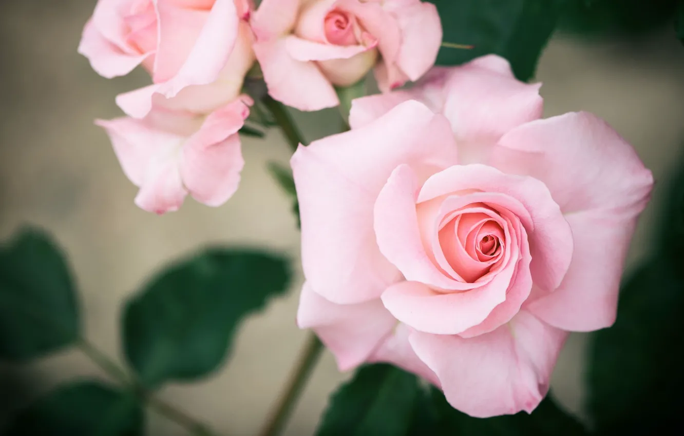 Фото обои фон, розы, розовые розы