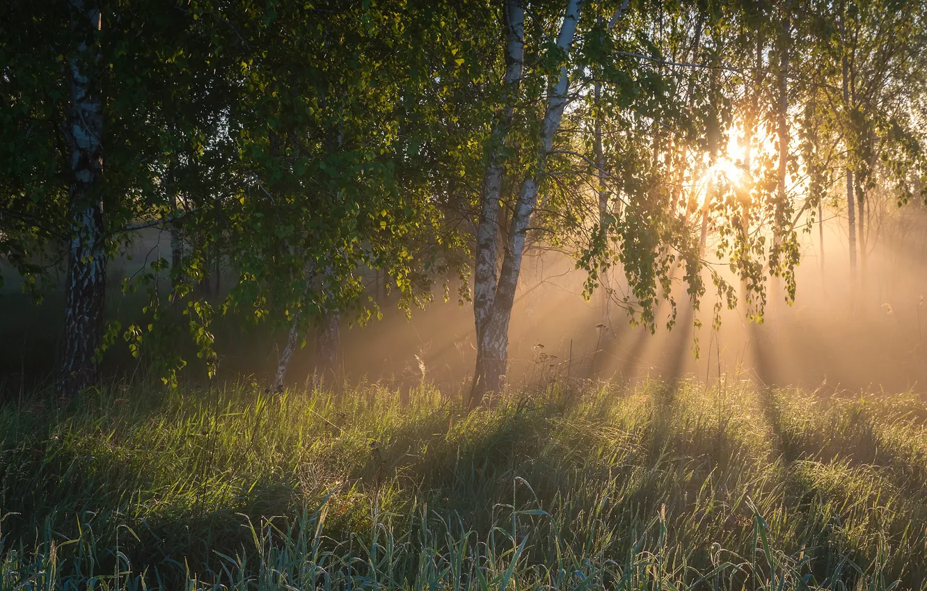 Фото обои лес, солнце, листва