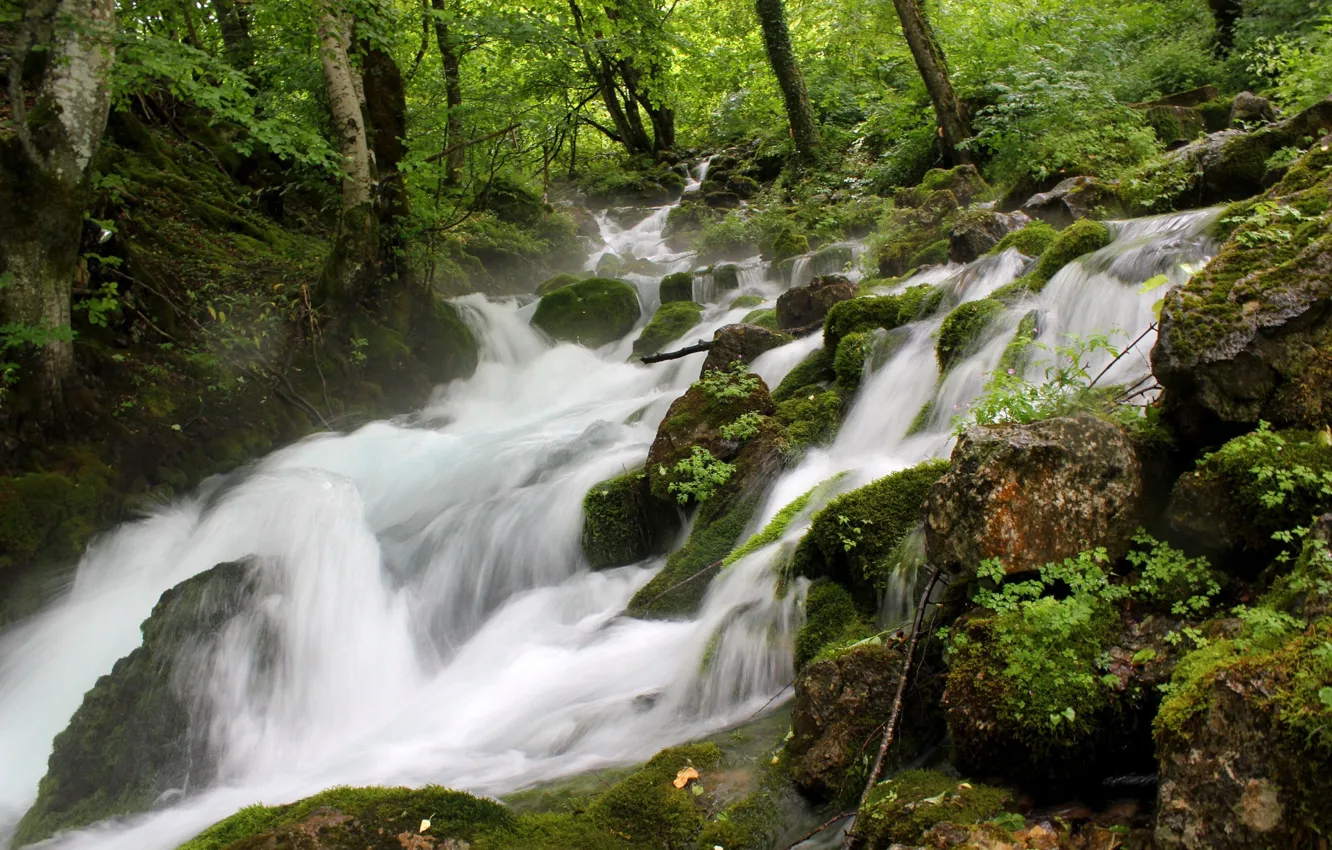 Фото обои зелень, лес, река, ручей, камни, бурный поток