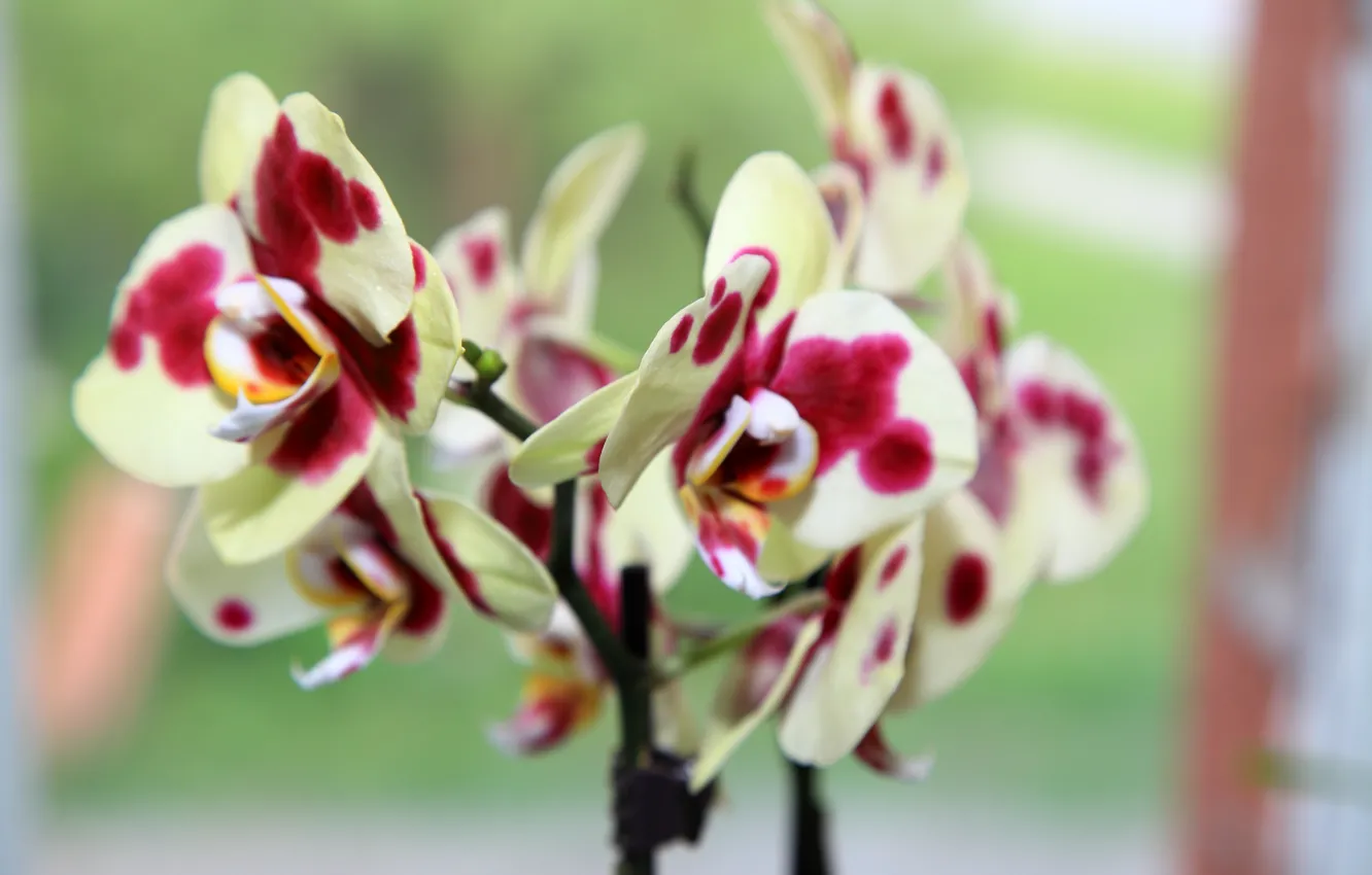 Фото обои орхидея, цветущая, Phalaenopsis