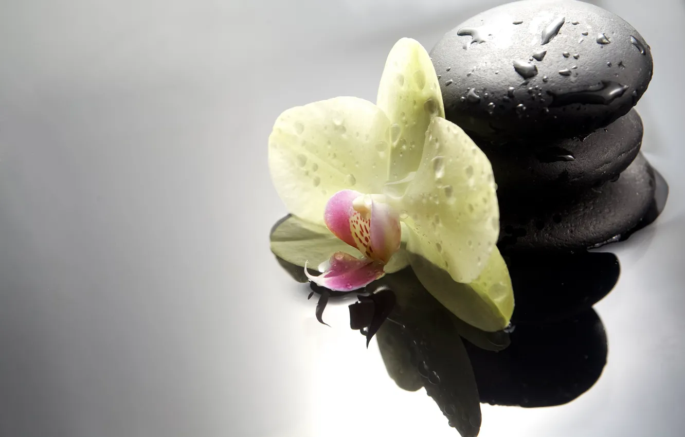 Фото обои капли, орхидея, спа камни