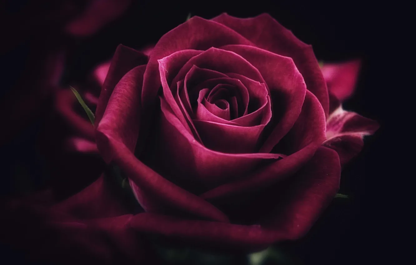 Фото обои цветок, роза, лепестки, бутон