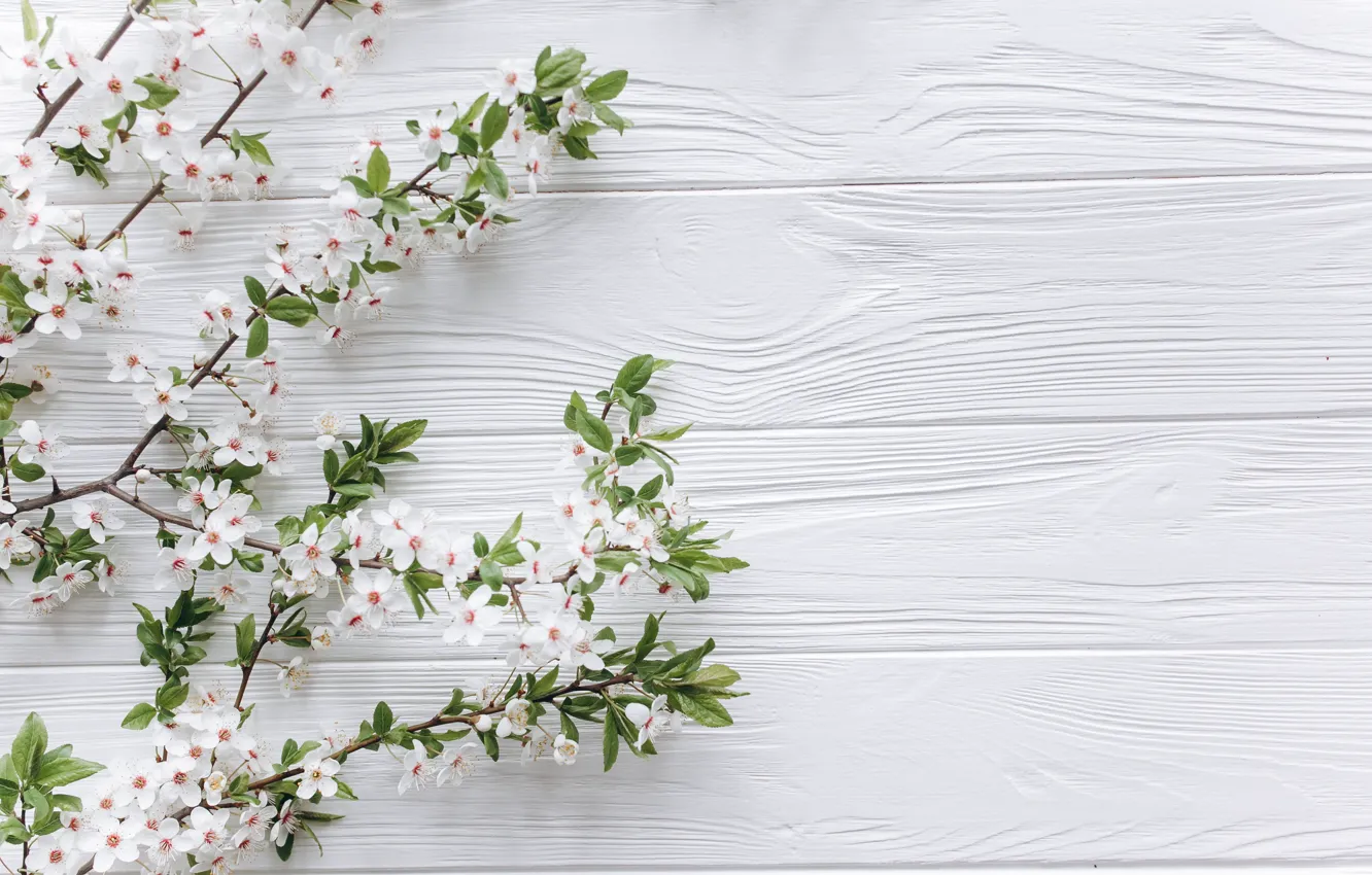 Фото обои цветы, ветки, apple, весна, white, белые, яблоня, wood