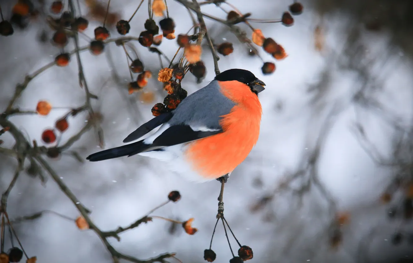 Фото обои bird, bullfinch, twig, winter