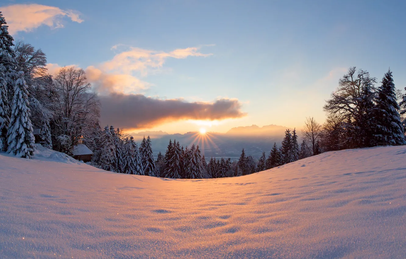 Фото обои зима, лес, солнце, свет, снег, деревья