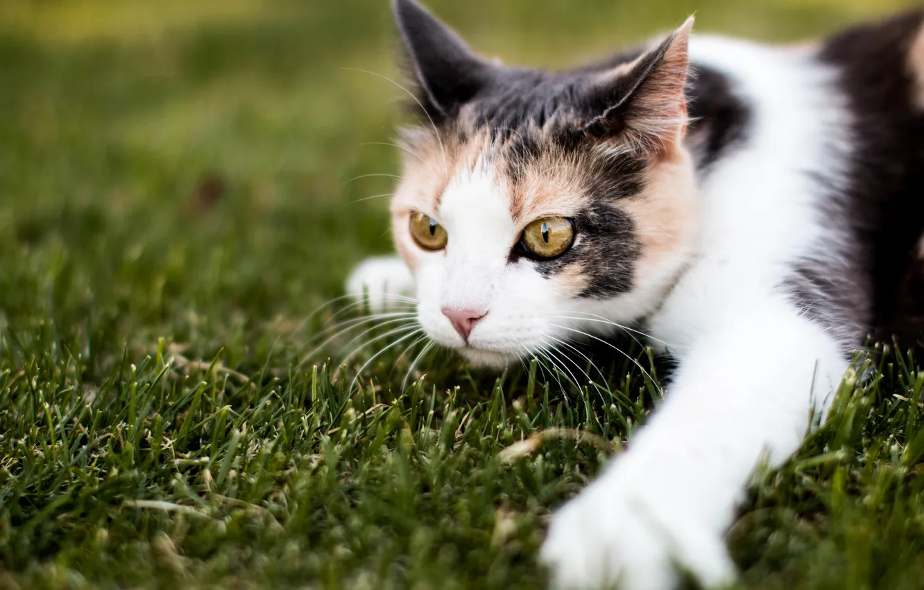 Фото обои кошка, трава, кот, взгляд, лапа, мордочка