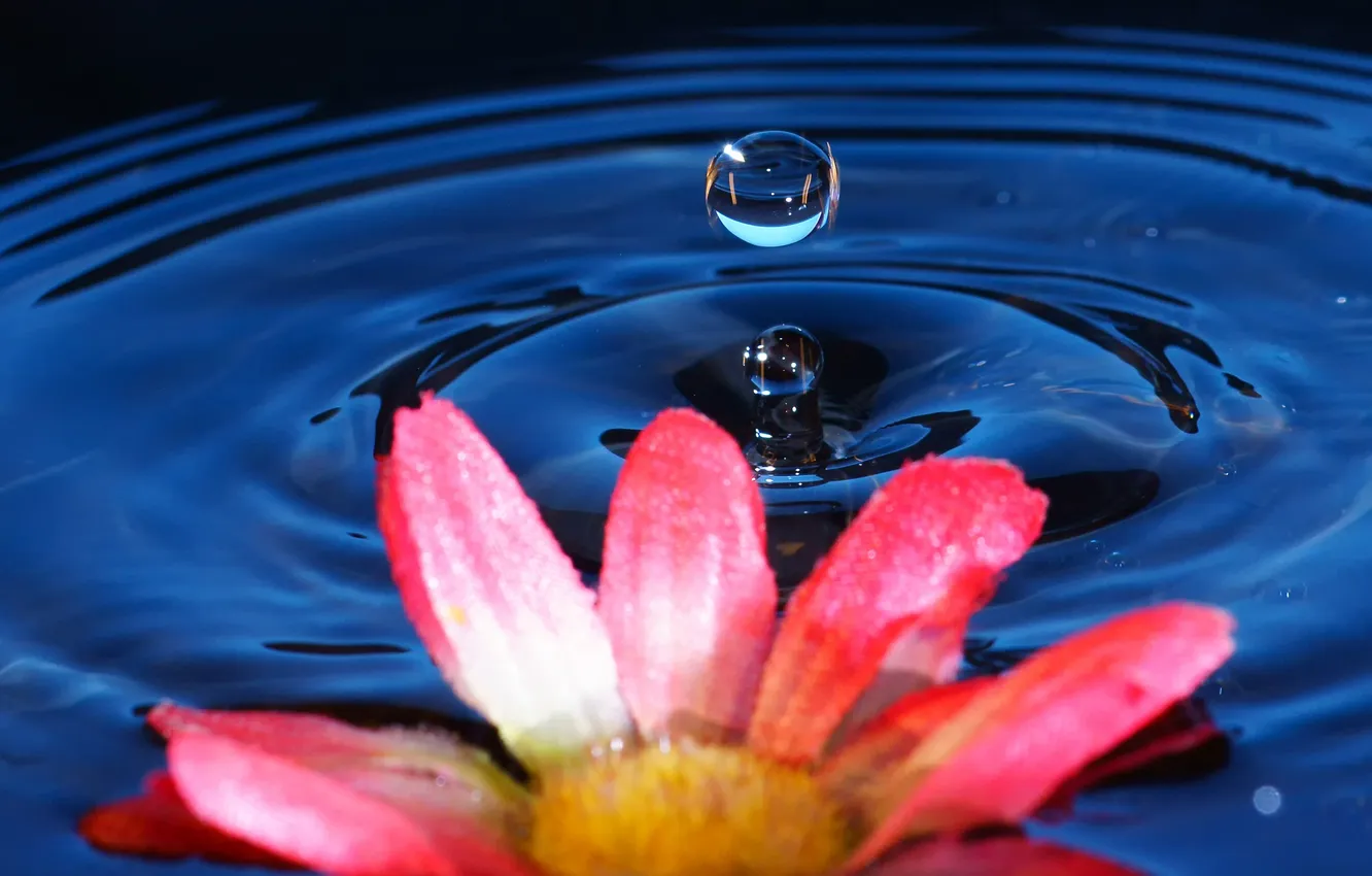 Фото обои цветок, вода, круги, капля, всплеск, лепестки