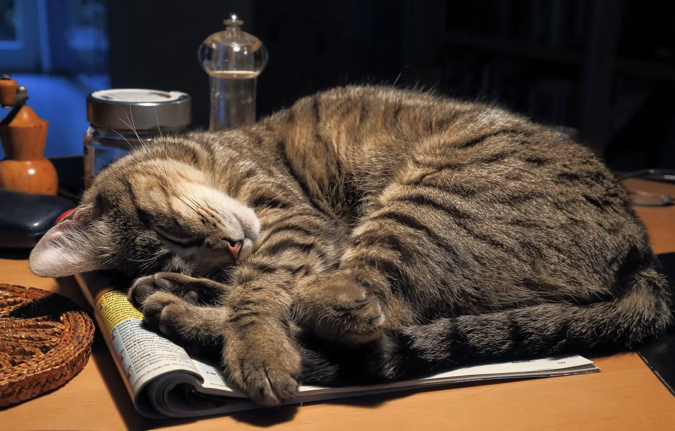 Фото обои кошка, кот, стол, сон, журнал