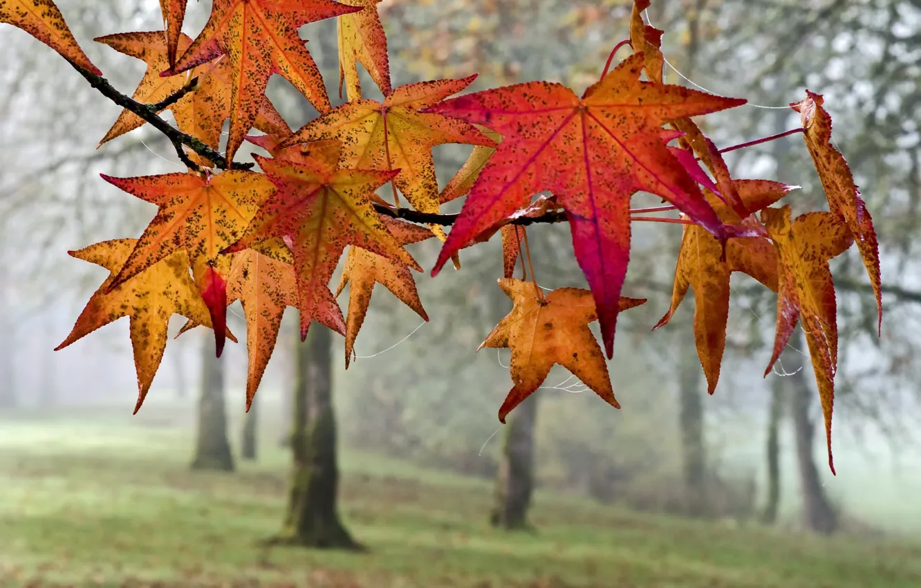 Фото обои осень, листья, туман