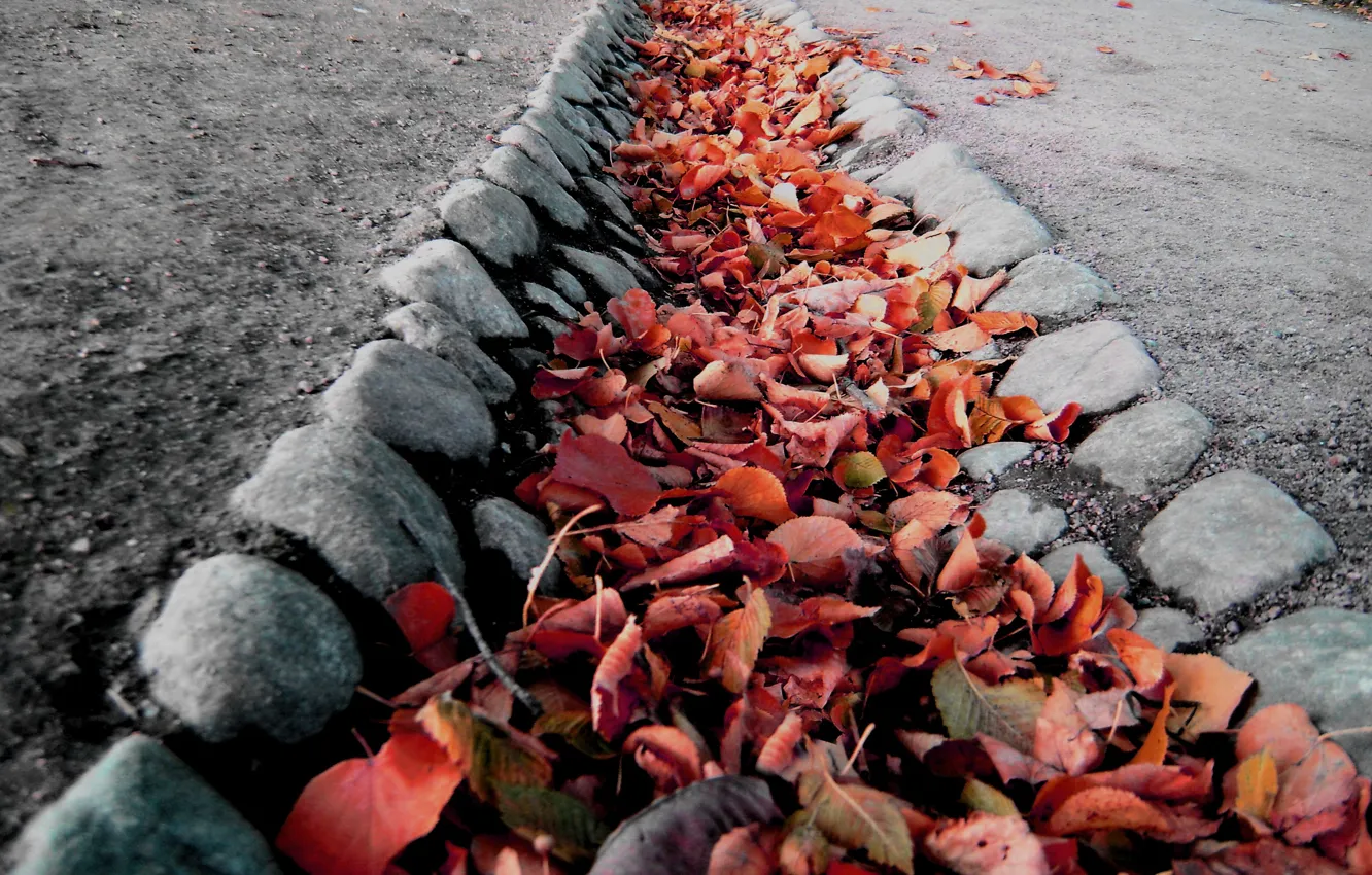 Фото обои осень, листья, колея