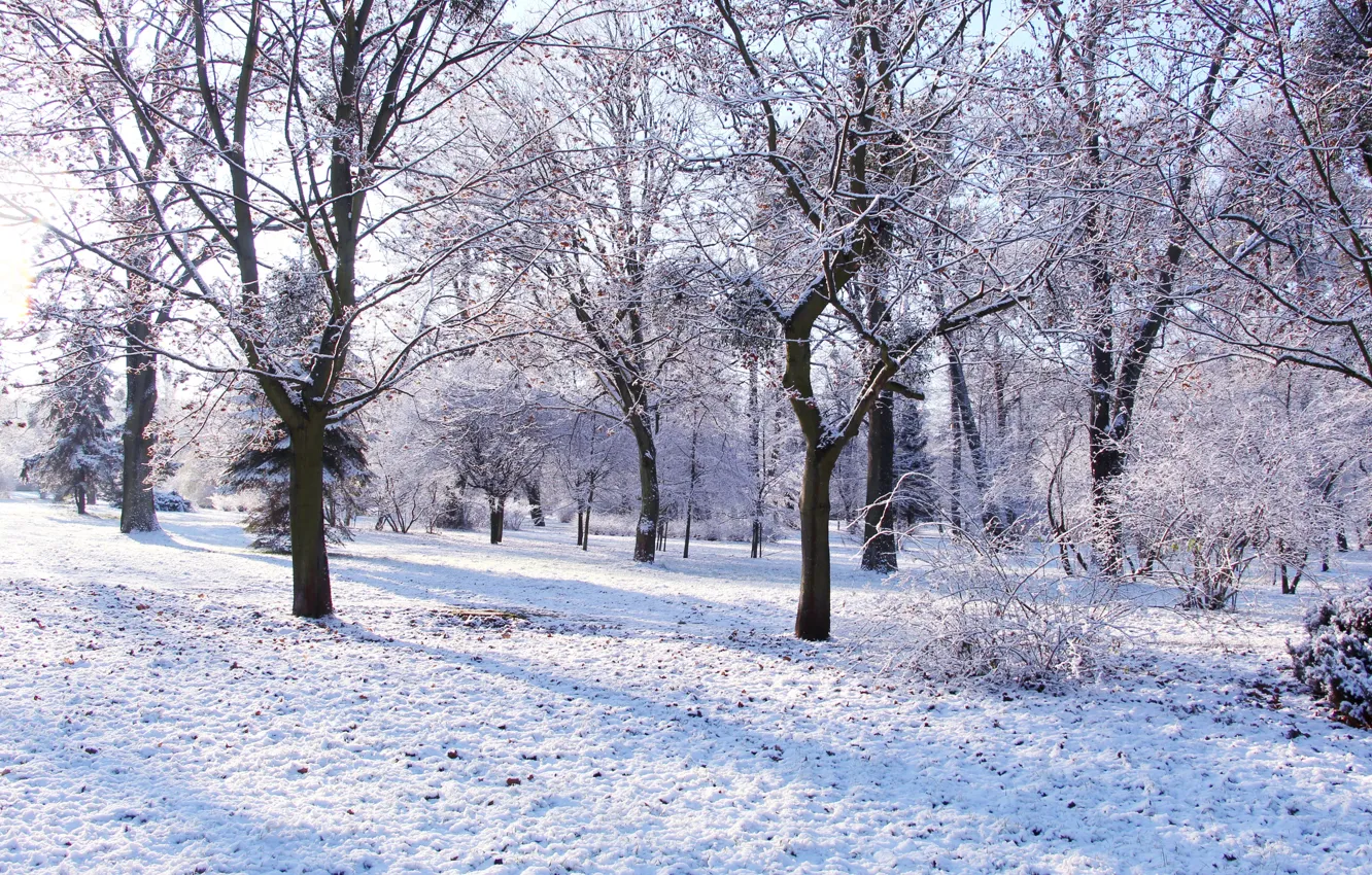 Фото обои white, park, winter, tree, cold