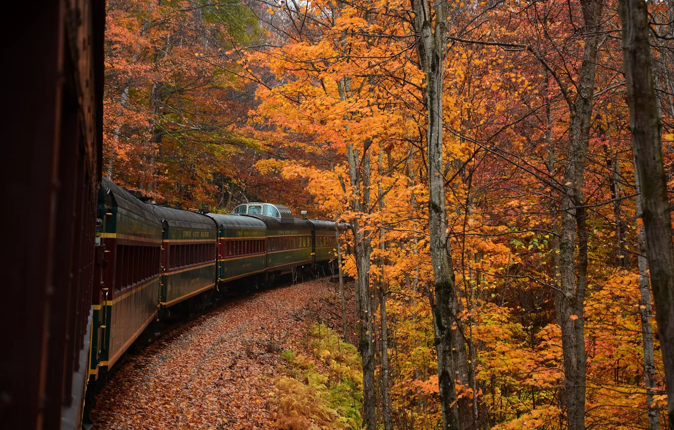 Фото обои осень, лес, деревья, поезд, вагон