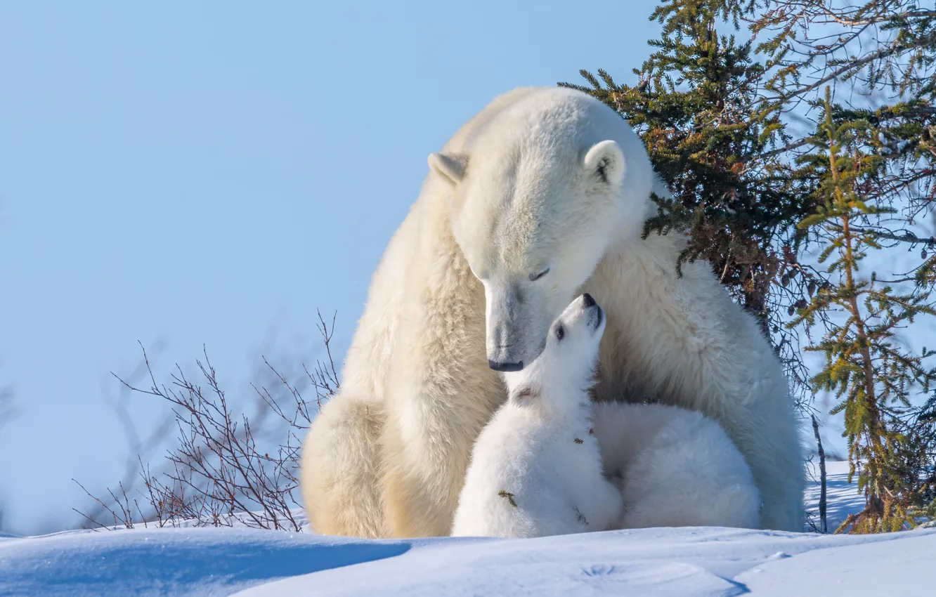 Фото обои зима, животные, снег, природа, хищники, медведи, медвежата, ёлки