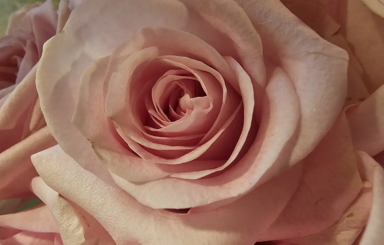 Фото обои нежность, розы, лепестки