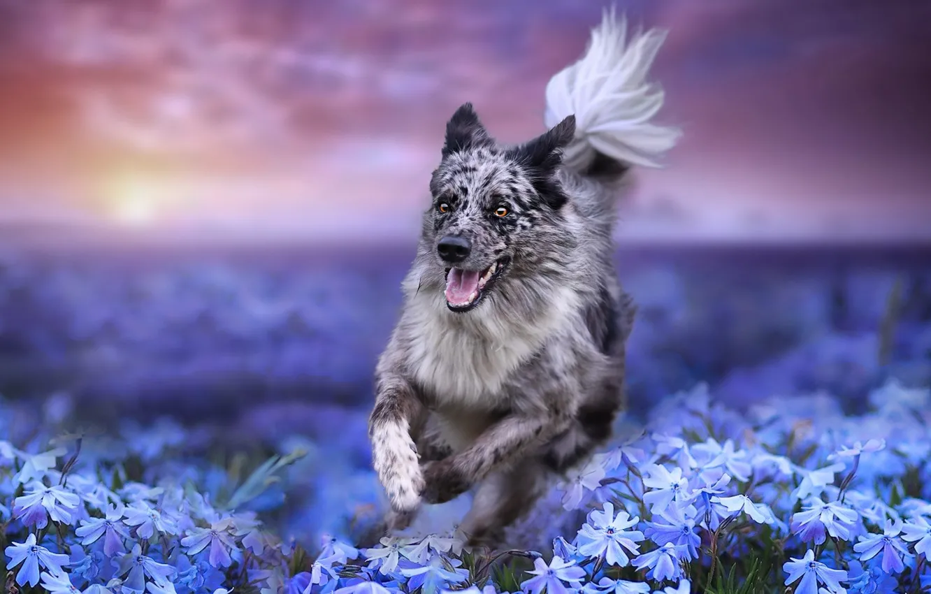 Фото обои поле, цветы, природа, собака, бег, пёс