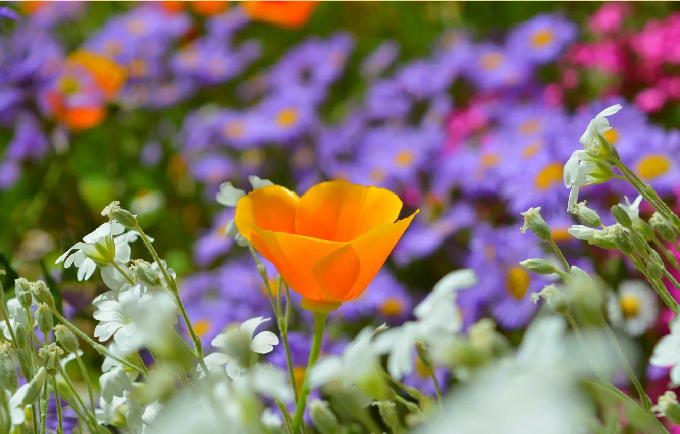 Фото обои весна, spring, Эшшольция, Калифорнийский мак