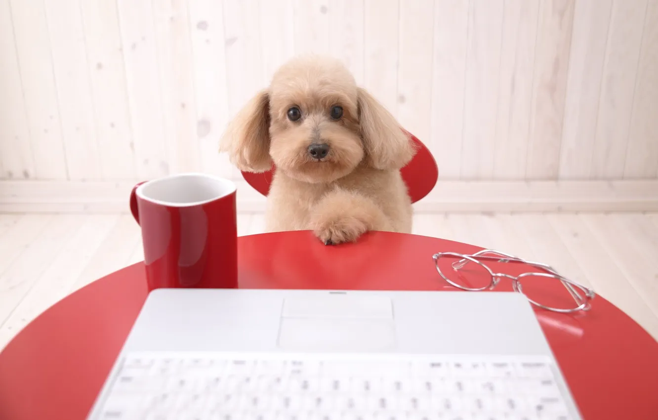 Фото обои компьютер, стол, собака, пудель